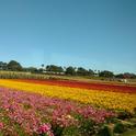 Flower Fields