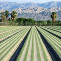 Common spinach production in the Coachella Valley. Photo credit: Jose Aguiar