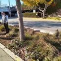 Igor shares groundbreaking research to incorporate trees into city bioswales