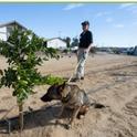 Dogs are trained to sniff out diseases in a citrus orchard. Photo courtesy of the Citrus Research Board E-newsletter.