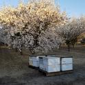 Bee hives in orchard. Picture from 2021.