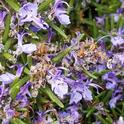 Pollinating rosemary.