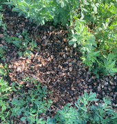almond shell mulch picture