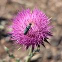 Blister Thistle