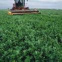 Learn the latest alfalfa production strategies at the 2012 Alfalfa & Forage Symposium