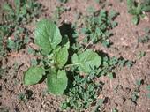 Winter annual weeds often grow faster than seedling alfalfa especially with a late planting, making herbicide application timing critical.