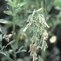 Verticillium wilt of alfalfa