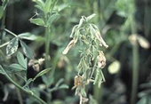 Verticillium wilt of alfalfa