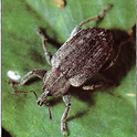 Egyptian alfalfa weevil