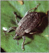 Egyptian alfalfa weevil