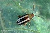 Adult pale striped flea beetle, about 3/16 inches long (Photo:UC IPM)