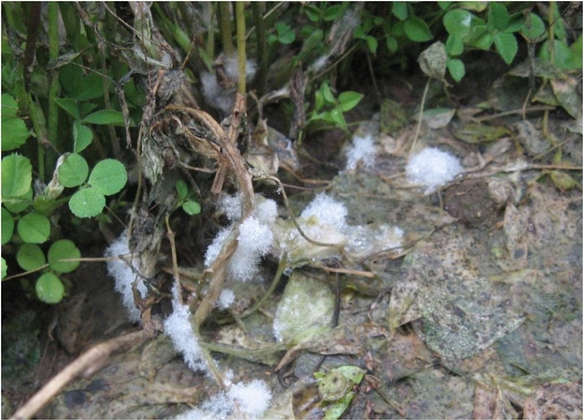 White mycelium of <em>Sclerotinia</em> is visible when humidity is high.