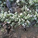 Seedling alfalfa with frost