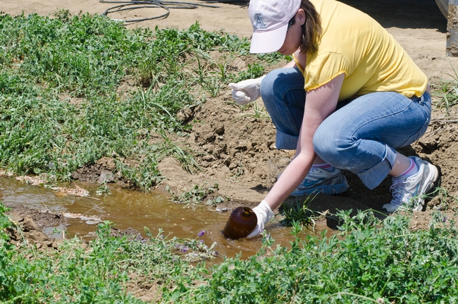 April Van Scoy taking water samples from a tail water ditch in alfalfa.