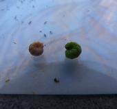 Alfalfa weevil infected with entomopathogenic fungus on the left compared to a healthy alfalfa weevil on the right