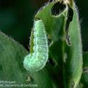 Weevil Larva