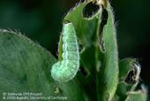 Weevil Larva