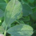 Photo 1. Early symptoms of downy mildew