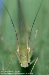 Blue alfalfa aphid antennae - note consistent color.