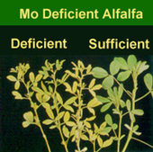 Molybdenum deficient alfalfa