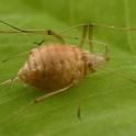 Aphid Mummy