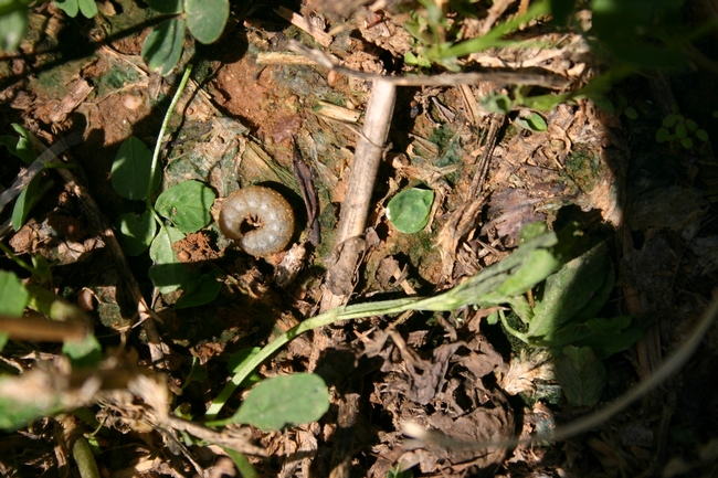 Cutworm and clipped-off alfalfa shoot