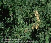 A dead stem among healthy green stems in an alfalfa field.