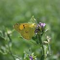 Alfalfa Butterfly