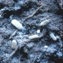 Ground mealybug on alfalfa root – note white webbing in soil.