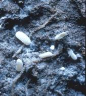 Ground mealybug on alfalfa root – note white webbing in soil.