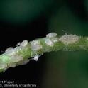 Spotted Alfalfa Aphid