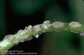 Spotted Alfalfa Aphid