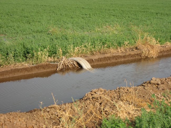 irrigating alfalfa