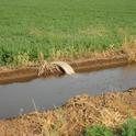Irrigating alfalfa