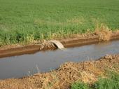 Irrigating Alfalfa
