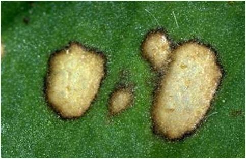 Stemphyllium leafspot - note tan center and dark border