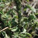Alfalfa stem infested with Blue Alfalfa Aphid