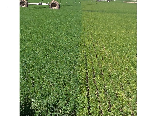 Hairy alfalfa in right hand versus smooth alfalfa in the left hand.