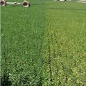 Hairy alfalfa vs non hairy 2014