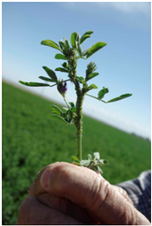 Blue alfalfa aphid on alfalfa stem