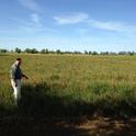 Dr. Qualset, UC Davis, BYD virus infected oat hay field.