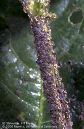 Cowpea aphids