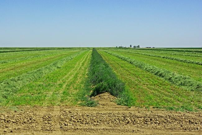 habitat preservation through alfalfa strip harvest