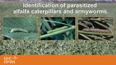 YouTube video showing how to identify parasitized caterpillars in alfalfa fields