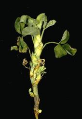 Shortened internodes and swollen buds of alfalfa with stem nematode.