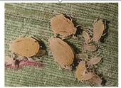 Sugarcane aphid is yellow with black antennae and cornicles