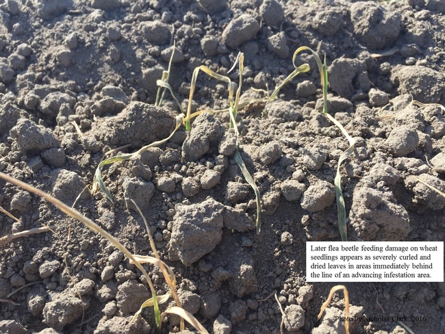 Later damaged wheat seedlings from flea beetle feeding