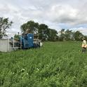 Harvesting alfalfa weevil trials