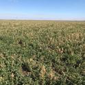 Frost damage to alfalfa, Yolo Co, 2018.