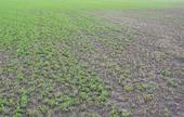 Weak seedling alfalfa stand.